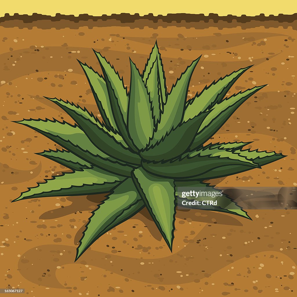 Blue Agave, the Tequila Plant