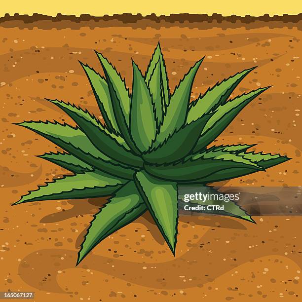blue agave, the tequila plant - blue puya stock illustrations