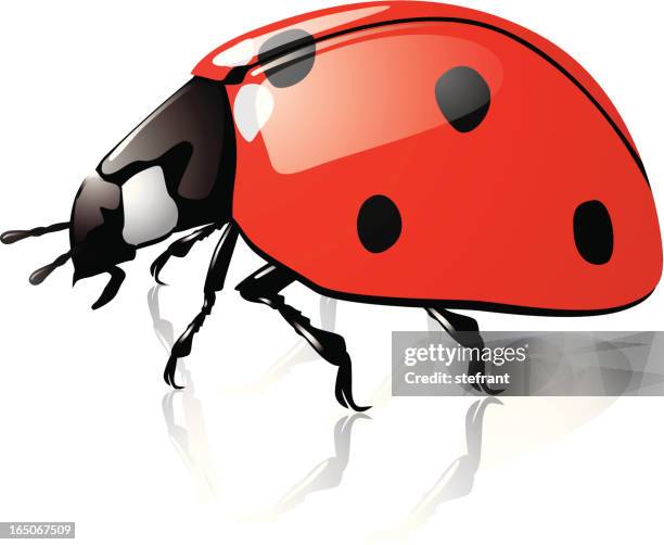 Ladybug Insect Vector Art Ladybug An Insect In Vectors High-Res Vector Graphic - Getty Images