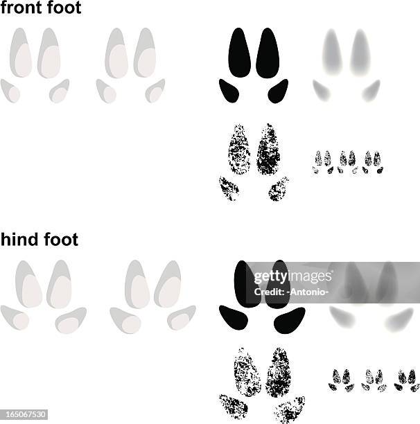 wild pig footprints - hoof stock illustrations