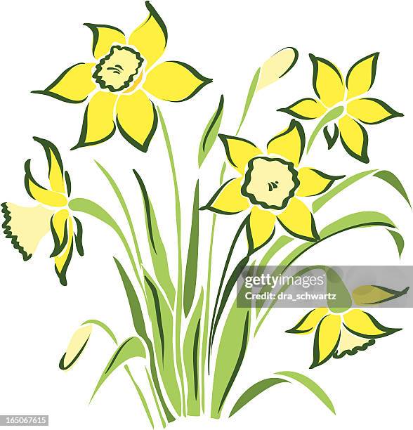spring flowers - daffodil 幅插畫檔、美工圖案、卡通及圖標