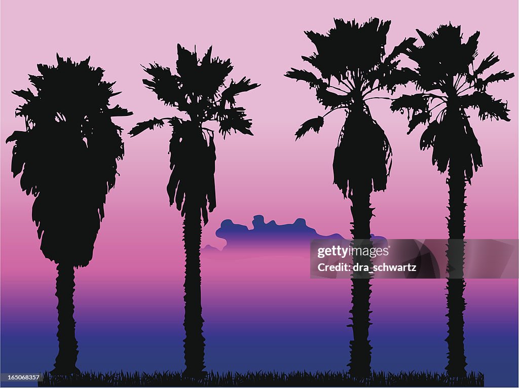 Palm tree