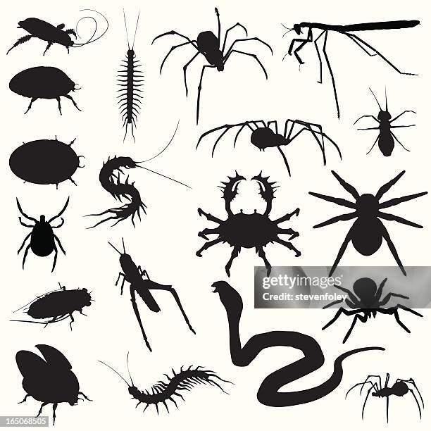 unangenehmen krabblern! bugs spiders schlangen - centipede stock-grafiken, -clipart, -cartoons und -symbole
