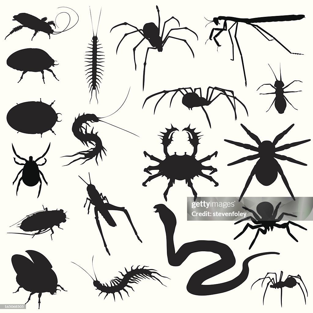 Creepy Crawlies! Bugs Spiders Snakes