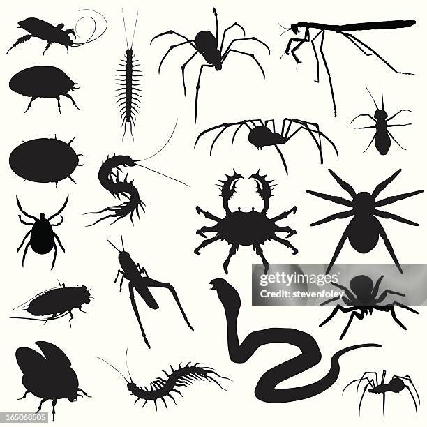 creepy crawlies! bugs spiders snakes - phobia stock illustrations