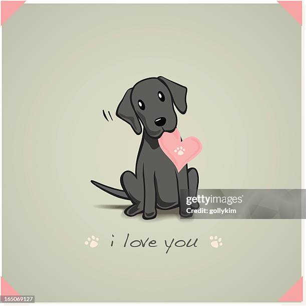 ilustrações, clipart, desenhos animados e ícones de filhote de labrador - animal heart