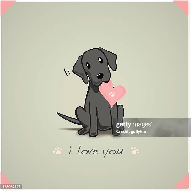 6,038 Black Labrador Photos and Premium High Res Pictures - Getty Images 6,038 Black Labrador Photos and Premium High Res Pictures - Getty Images