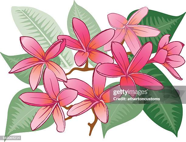 hawaiian rainbow plumeria - kauai stock illustrations