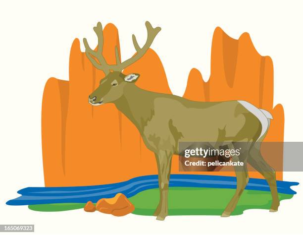 elk - deer creek stock illustrations