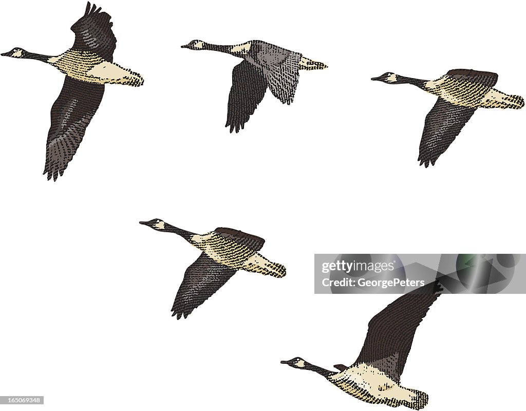 Engraving of Canada Geese