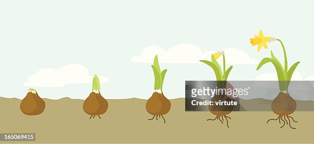 ilustraciones, imágenes clip art, dibujos animados e iconos de stock de crecimiento narciso - flower part