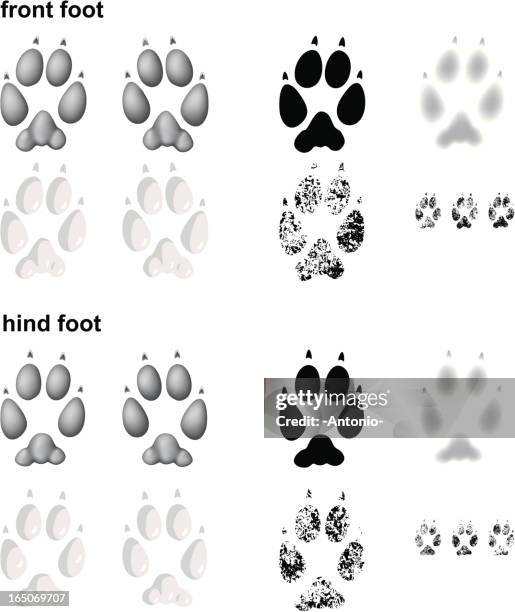 fox footprints - black fox stock illustrations