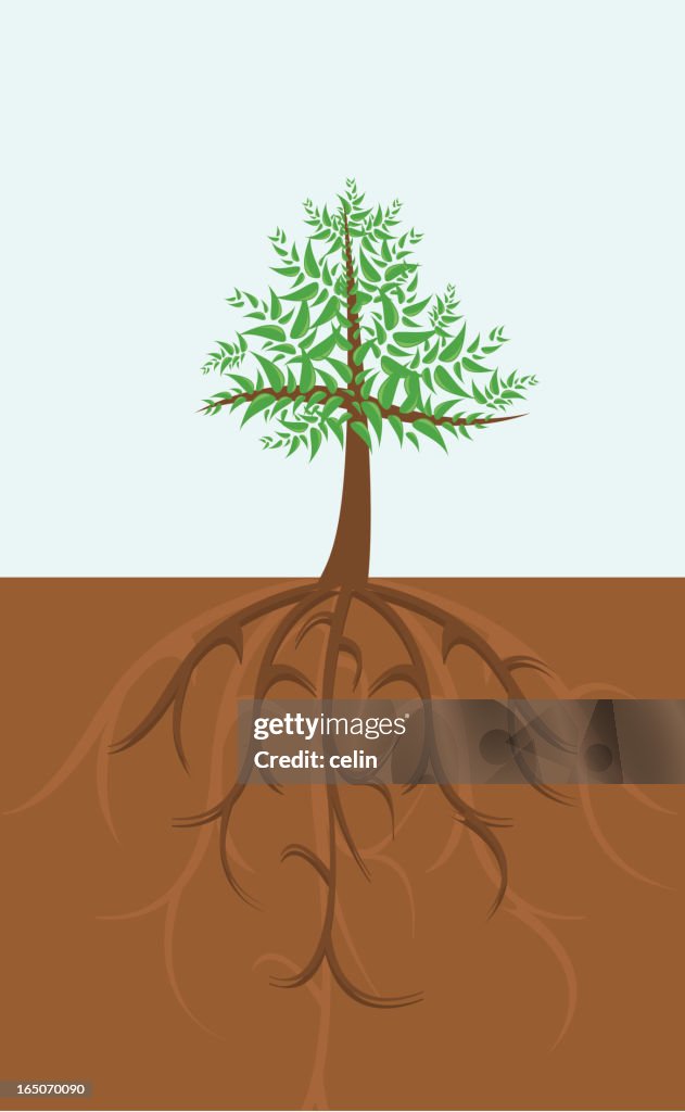 Deep Roots Cartoon Deep Roots And The Tree High-Res Vector Graphic - Getty Images