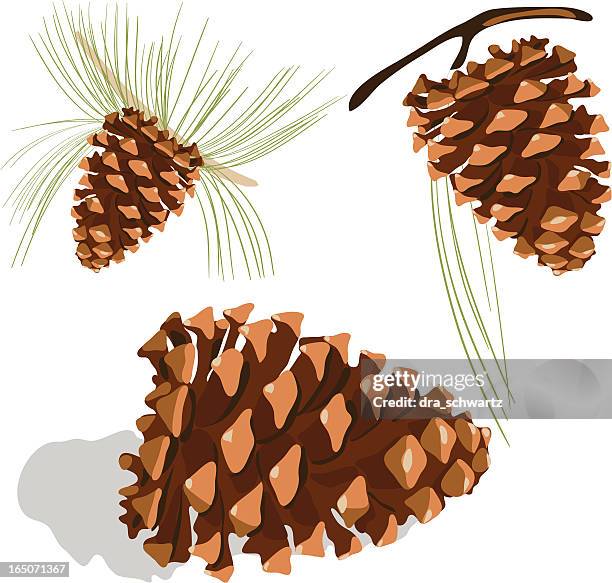 pine cone - pine cone stock illustrations