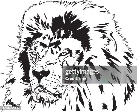 Lion head vector Lion head vector
