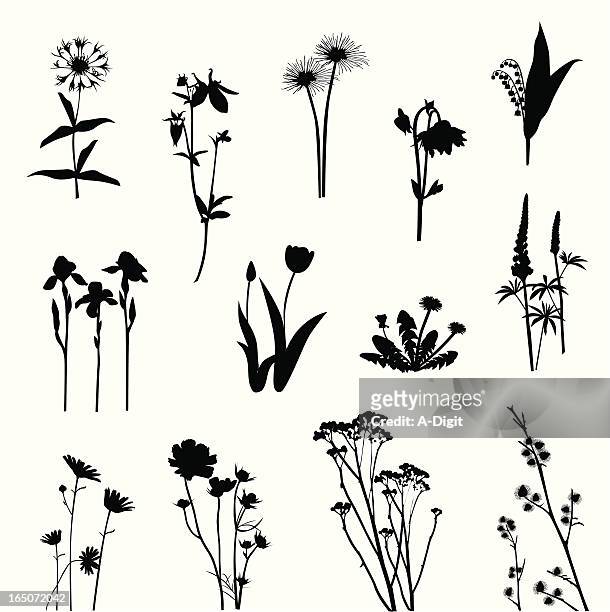 wild flowers vector silhouette - dandelion leaf stock illustrations