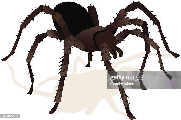 vogelspinne - spider stock-grafiken, -clipart, -cartoons und -symbole