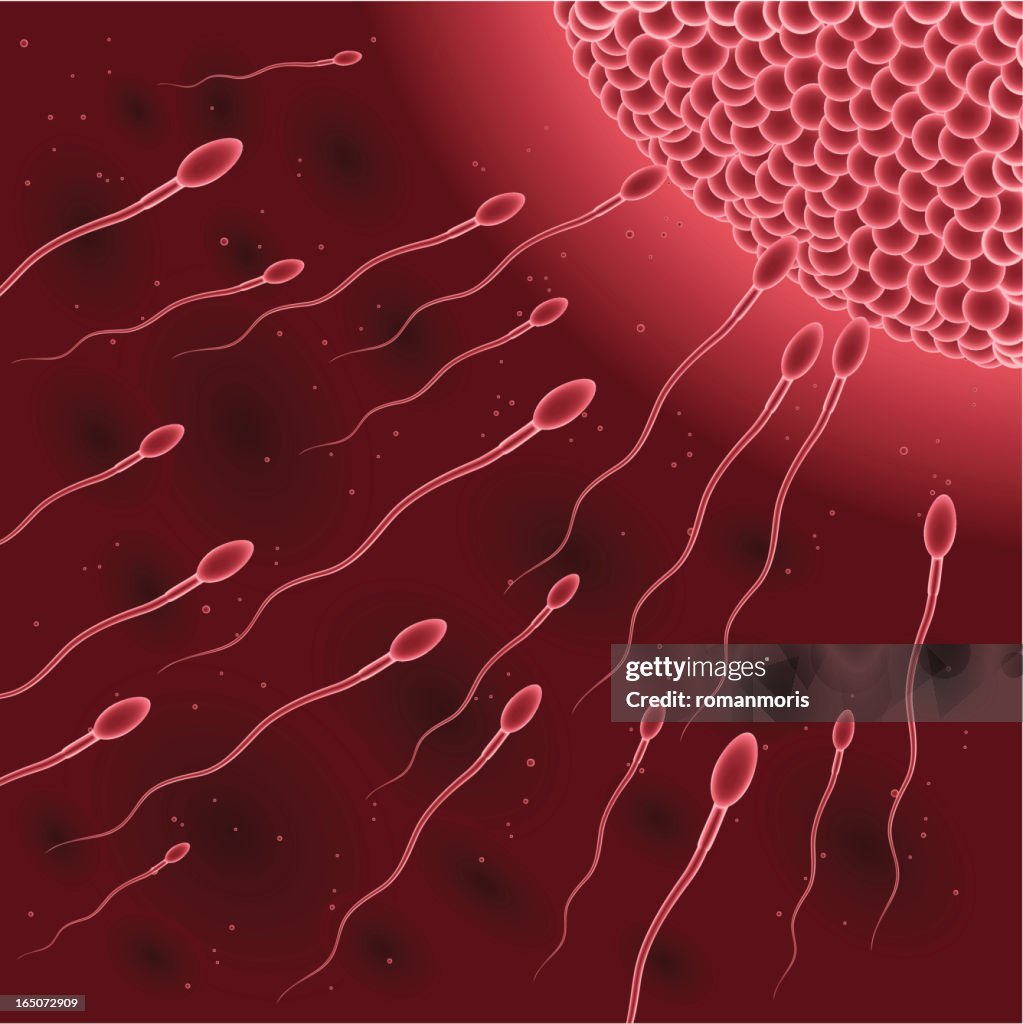 Sperm Ovule