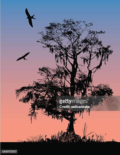 frühen morgen cypress - kite bird stock-grafiken, -clipart, -cartoons und -symbole