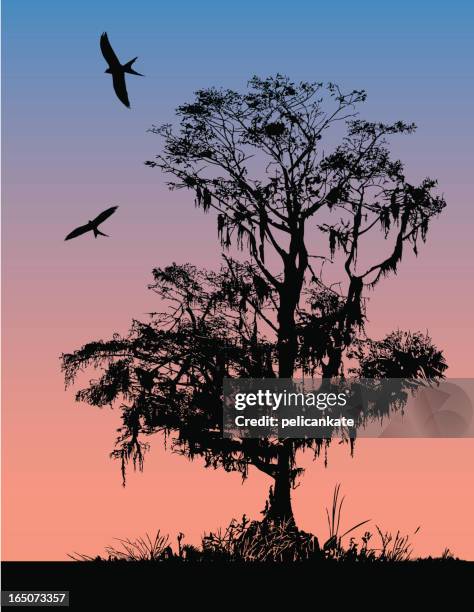 early morning cypress - kite bird stock illustrations