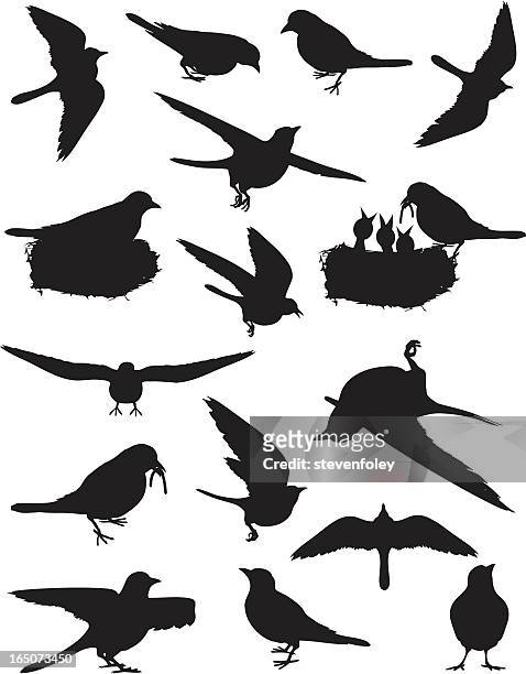 stockillustraties, clipart, cartoons en iconen met birds of spring - vogel silhouet