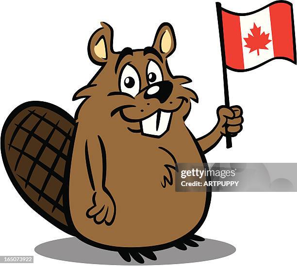 ilustraciones, imágenes clip art, dibujos animados e iconos de stock de beaver sosteniendo bandera canadiense - castor