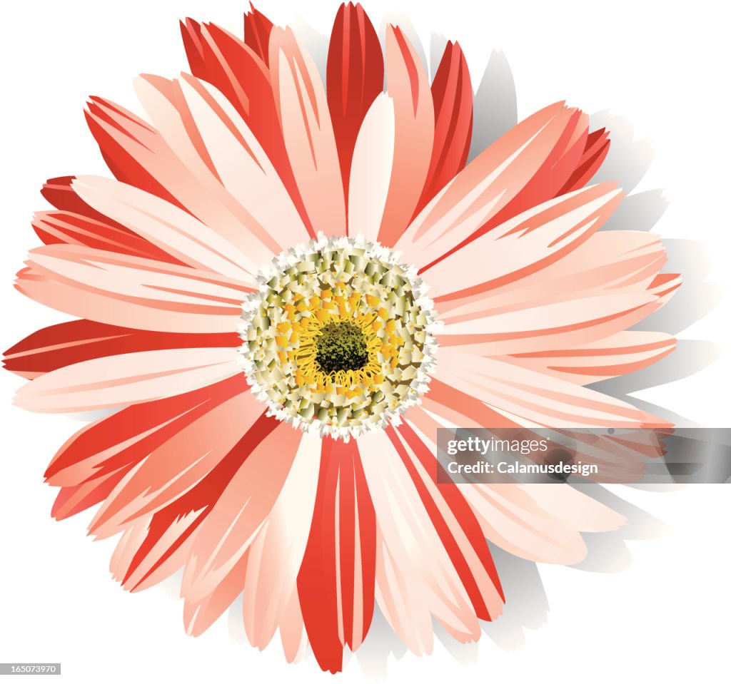 Pink Daisy Vector Pink Daisy High-Res Vector Graphic - Getty Images