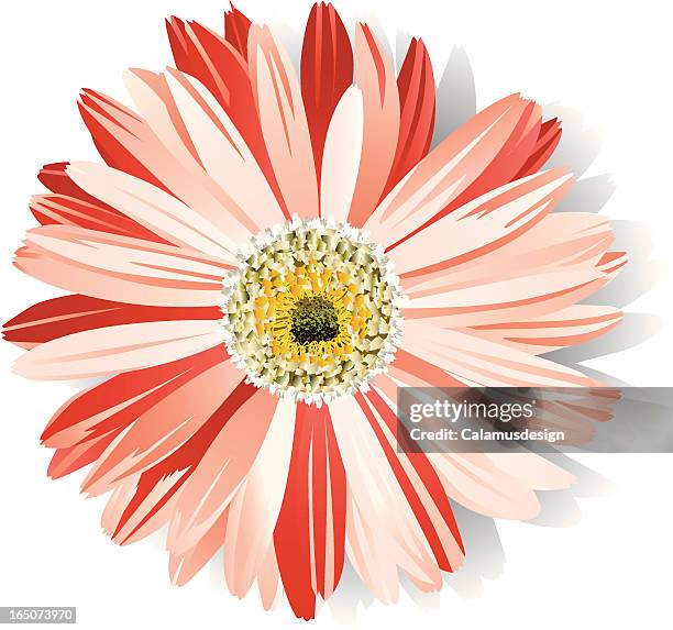 pink daisy - gerbera daisy stock illustrations