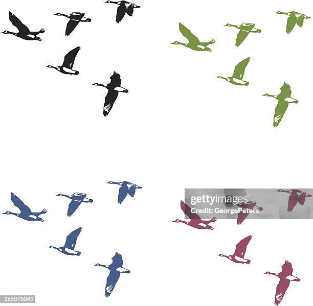 canada geese in flight - canada goose stock illustrations