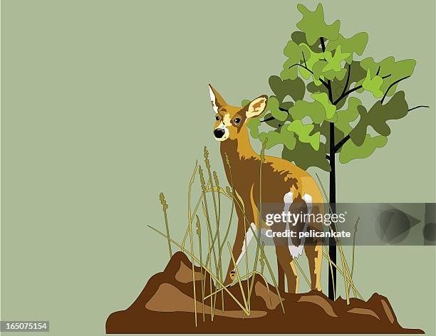 whitetail deer - white tailed deer stock illustrations