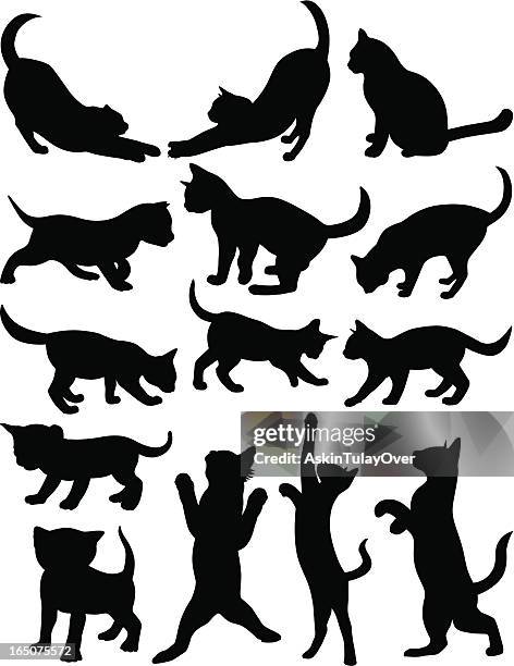 cats 1 - domestic cat standing stock illustrations