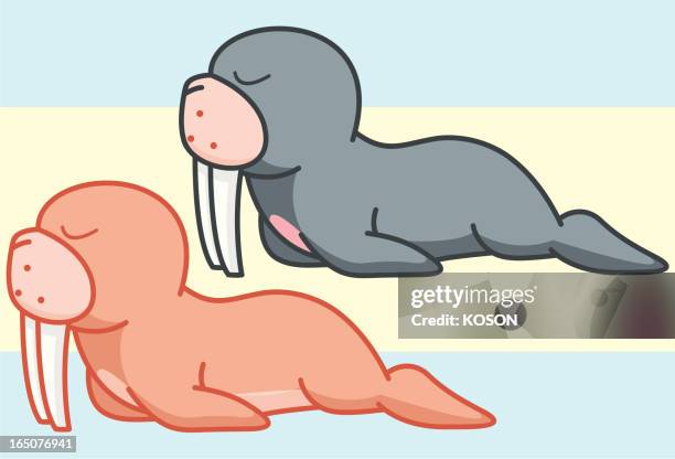 walrus cartoon - walrus stock illustrations