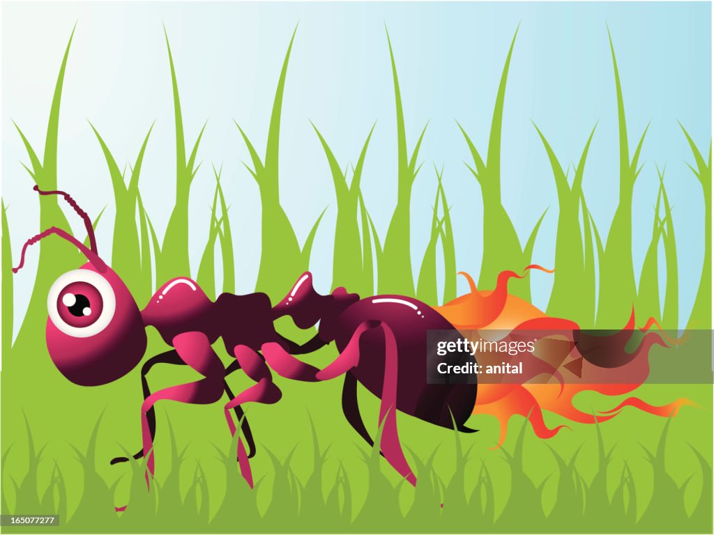 Hot Little Fire Ant