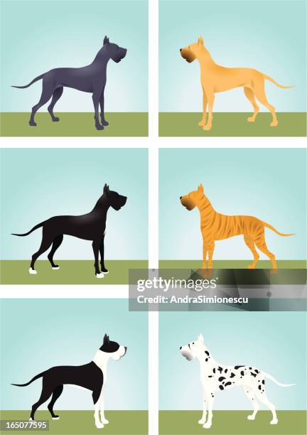 great dane colors - great dane stock illustrations