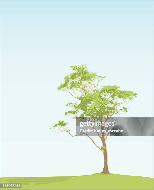 gnarly tree - mccabe stock illustrations