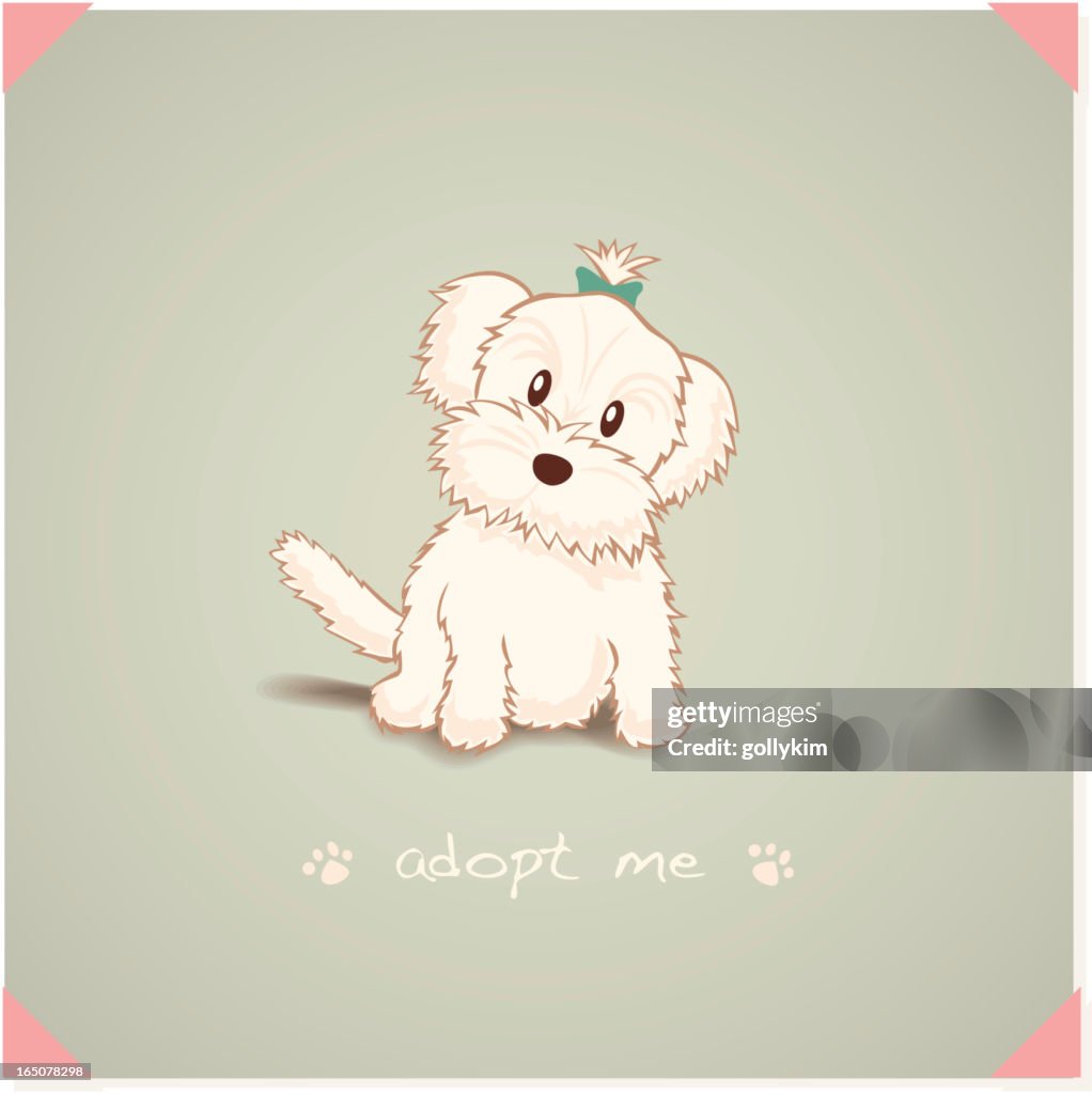 Maltese Dog