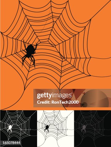 Spider Web Spider Web
