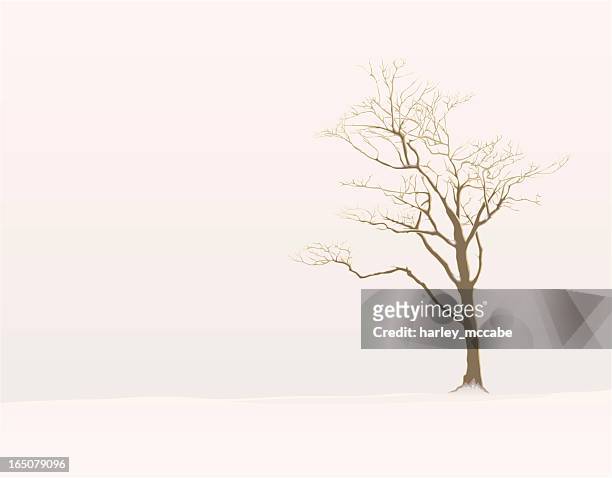 winter tree - mccabe stock illustrations
