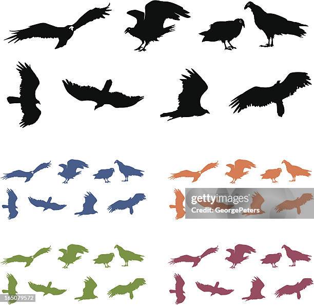 turkey vulture silhouettes - vulture vector stock illustrations