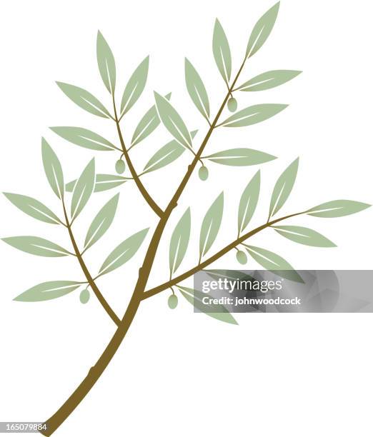 olive branch three - olive branch stock illustrations