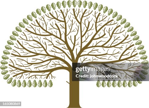 Oak tree Oak tree