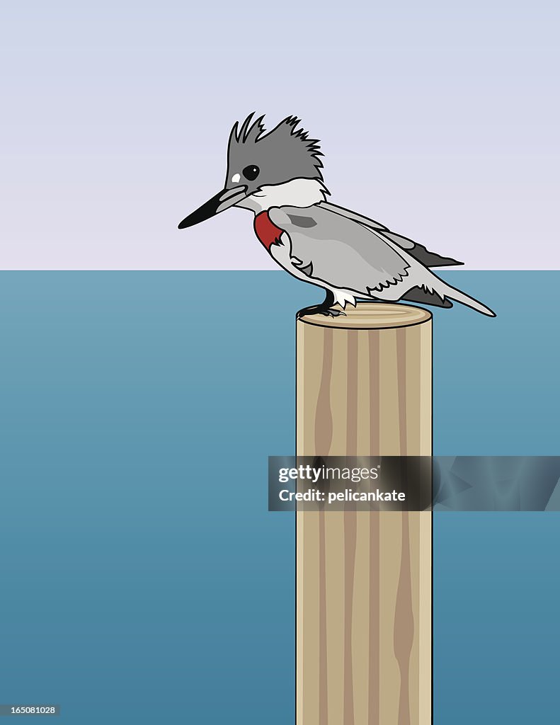 Belted Kingfisher