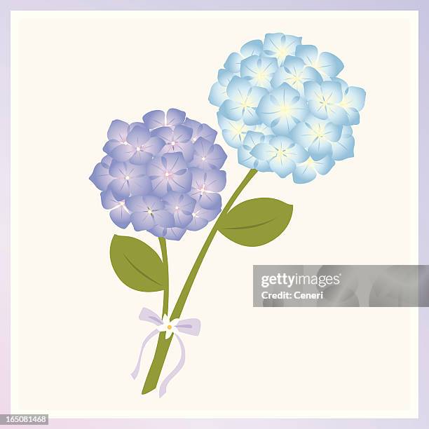 purple and blue hydrangea - hydrangea stock illustrations