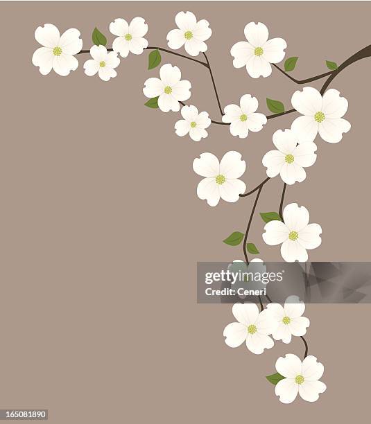 stockillustraties, clipart, cartoons en iconen met dogwood - blossom flower