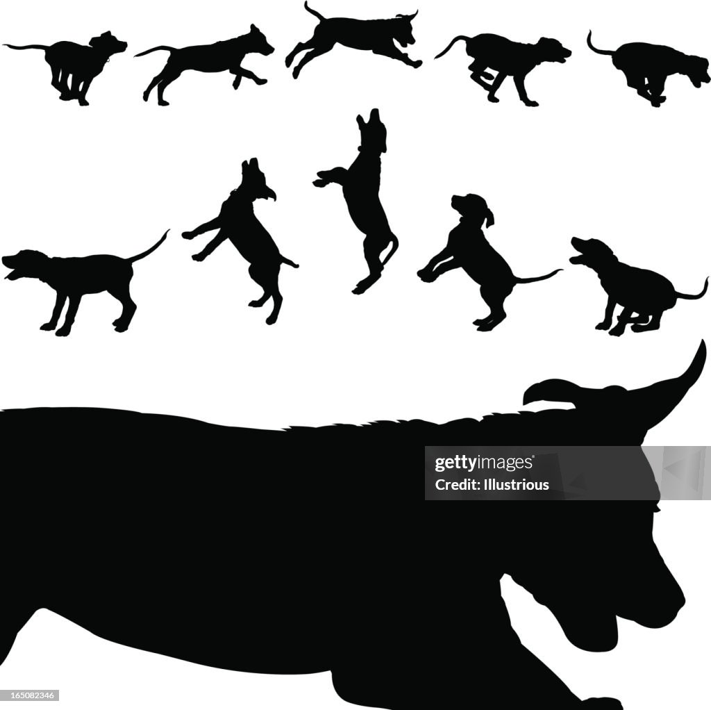 Chiot de jeu