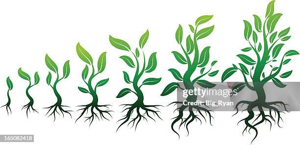 growing leafs - photosynthesis stock illustrations