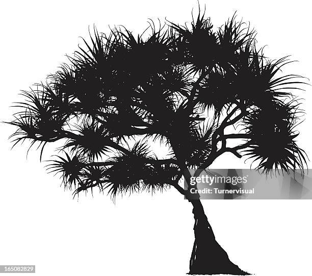 pandanus outline - australia beach stock illustrations