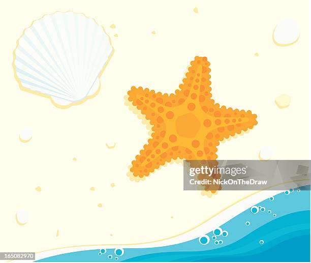 starfish and shell - starfish stock illustrations