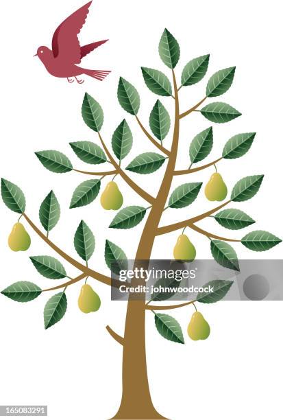 pear tree - pear tree stock illustrations