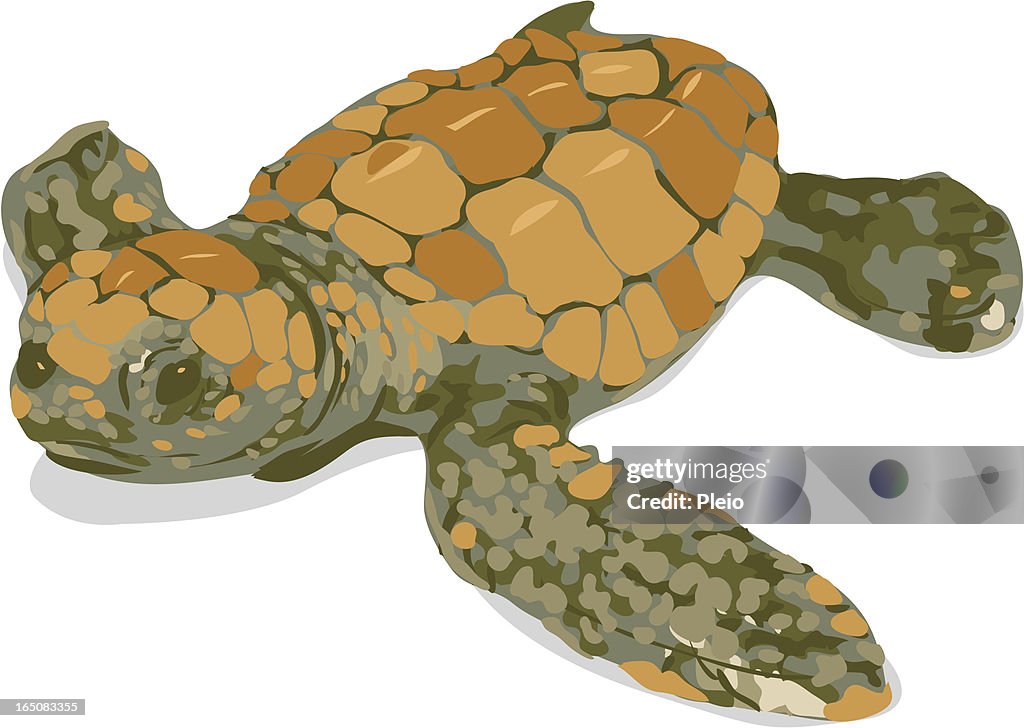Baby loggerhead turtle stylised illustration